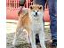 PoulaTo: Akita Inu